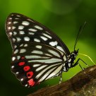 Hestina assimilis