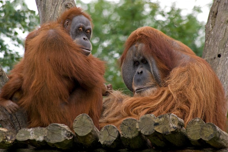 Orang-Utans