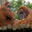 Orang-Utans