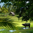 lankawi ricefield