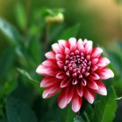 Dalia