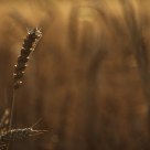 Wheat in the sunset