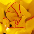 Yellow flower