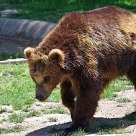 Grizzly