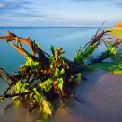 Roots in water