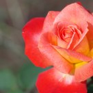 Chinese Rose