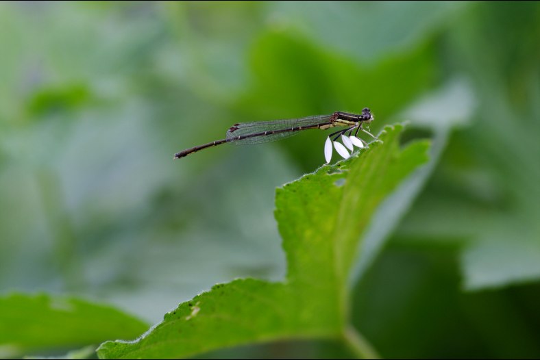 ill damselfly