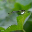ill damselfly
