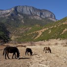 horse 