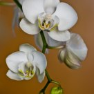 Orquídea