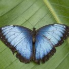 Blue Morpho