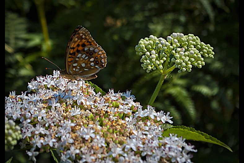 Butterfly on flower