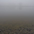 The fog