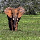 Wild African Elephant
