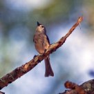 Perched