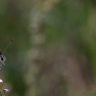 Dutch fire buttefly 2 (Lycaena dispar batava) .................... I 'll wait for you !!