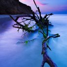 Washed away root
