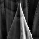 Agave