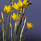 Morning Flower