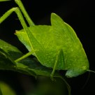 Grillo Verde