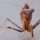 Red Mantis