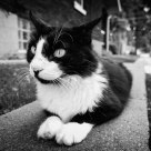 Alley Cat