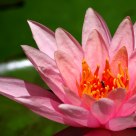 water lily