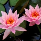 water lily