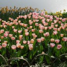 Pink tulip