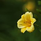 Yellow flower
