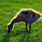 Baby goose