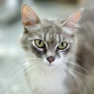 Retrato gatuno
