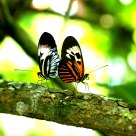 Butterfly World