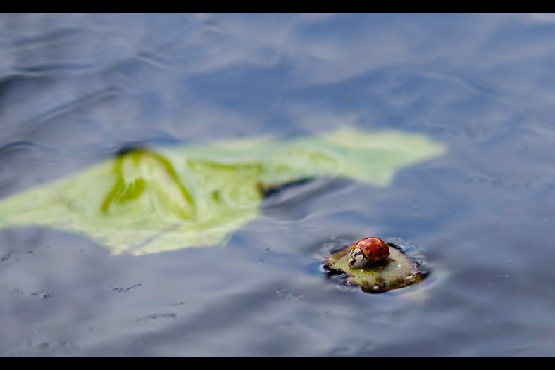 Raft