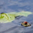 Raft