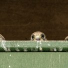 Three on a row