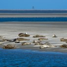 Seals