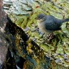 Dipper