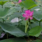 Water Lily