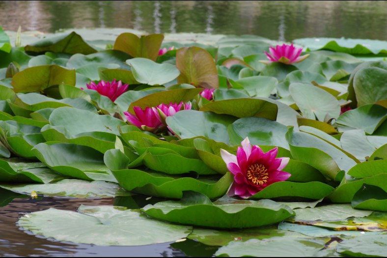 Red Lotus