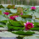 Red Lotus