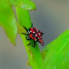 ladybird