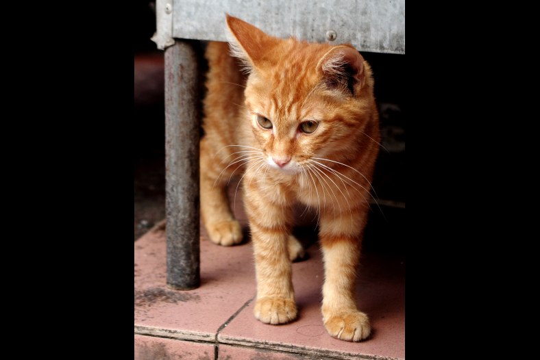 cat