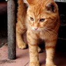 cat