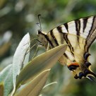 Podalirius on olive