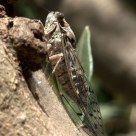 Cicada