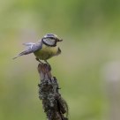 Parus caeruleus /  Blue Tit 