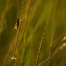 Little bug