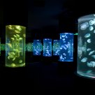Jellyfish 1