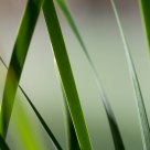 soft green